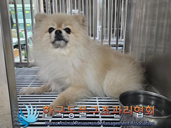 종료(입양) 포메라…